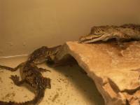 gators at the everglades